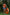 The Python Glove - Apricot Orange
